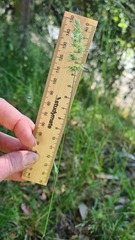 Echinopogon caespitosus