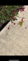 Phoebis philea