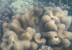 Lobophytum sarcophytoides