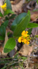 Podolobium scandens