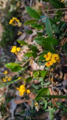 Podolobium scandens