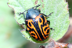 Calligrapha mexicana