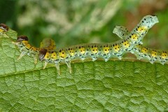 Euura melanocephalus