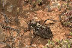 Hemihetrodes bachmanni