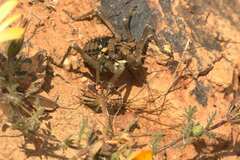 Hemihetrodes bachmanni