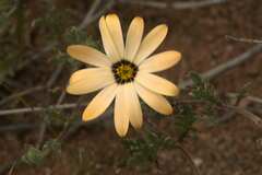 Dimorphotheca pinnata