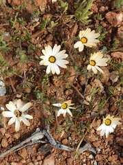 Dimorphotheca pinnata