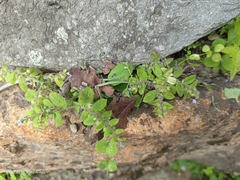 Bothriospermum zeylanicum