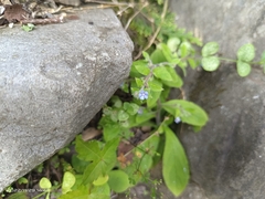 Bothriospermum zeylanicum