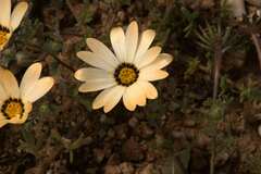Dimorphotheca pinnata