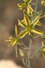 Albuca suaveolens