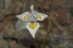 Moraea serpentina