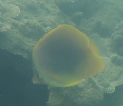 Chaetodon aureofasciatus