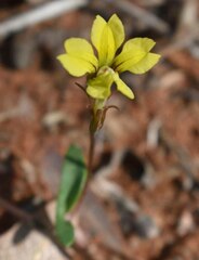 Goodenia glabra