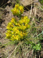 Sebaea sedoides