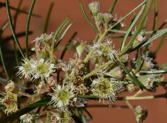 Lysicarpus angustifolius