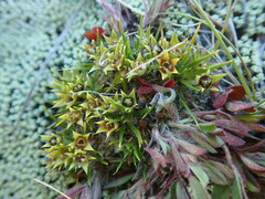 Colobanthus strictus