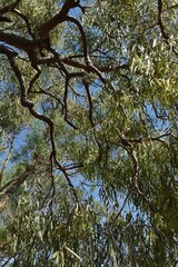 Corymbia brachycarpa