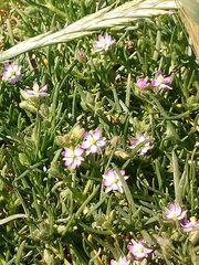 Spergularia marina