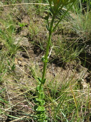 Sebaea sedoides