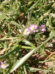 Spergularia marina