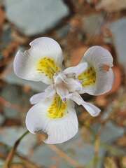 Moraea serpentina
