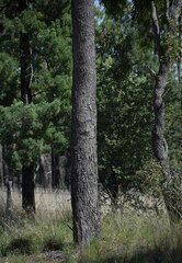 Corymbia clarksoniana