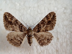 Cleora cinctaria