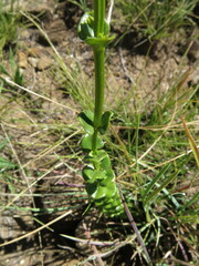 Sebaea sedoides