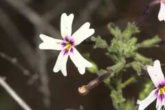 Jamesbrittenia racemosa