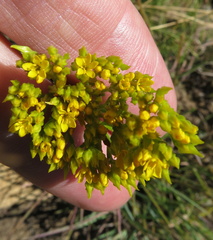Sebaea sedoides