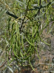 Acacia leptostachya