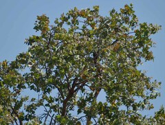 Corymbia setosa