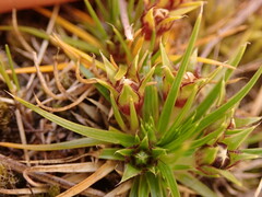 Colobanthus strictus