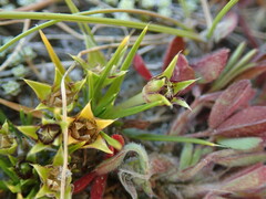 Colobanthus strictus