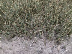 Schoenoplectus pungens