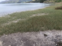 Schoenoplectus pungens