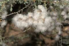 Eriocephalus eximius
