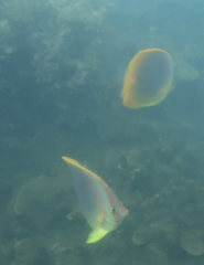 Chaetodon aureofasciatus