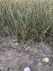 Schoenoplectus pungens