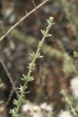 Eriocephalus eximius