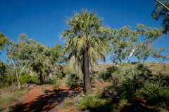 Livistona alfredii