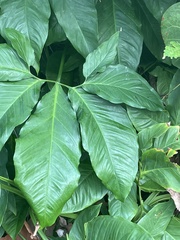 Syngonium