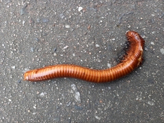 Thyropygus allevatus