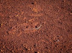 Amphibolurinae