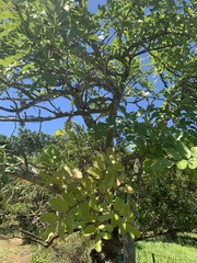 Kigelia africana