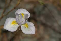 Moraea serpentina