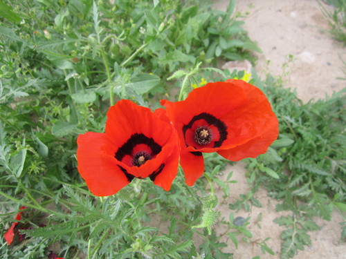 Peacock Poppy