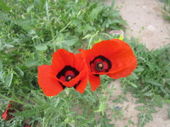 Papaver pavoninum
