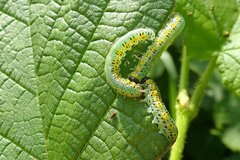 Euura melanocephalus